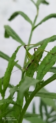 Tettigoniidae