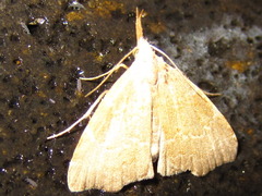 Ectogonia butleri