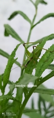Tettigoniidae