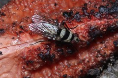 Anthomyia medialis