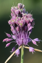 Allium carinatum pulchellum
