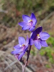 Thelymitra purpurata