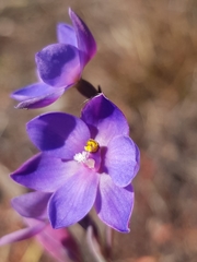 Thelymitra purpurata