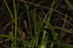 Juncus planifolius