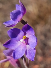 Thelymitra purpurata