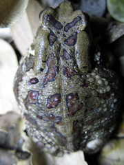 Sclerophrys garmani