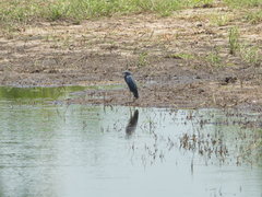 Egretta vinaceigula