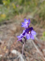 Thelymitra purpurata