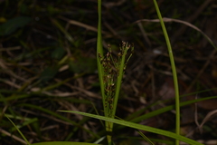 Juncus planifolius