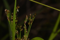 Juncus planifolius