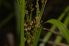 Juncus planifolius