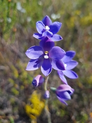 Thelymitra purpurata