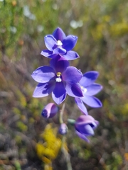 Thelymitra purpurata