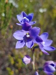 Thelymitra purpurata