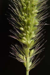 Setaria viridis viridis