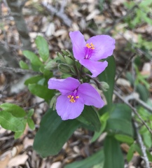 Tradescantia