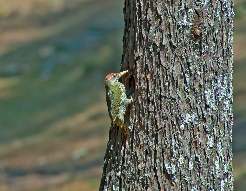Scaly-bellied Woodpecker photo