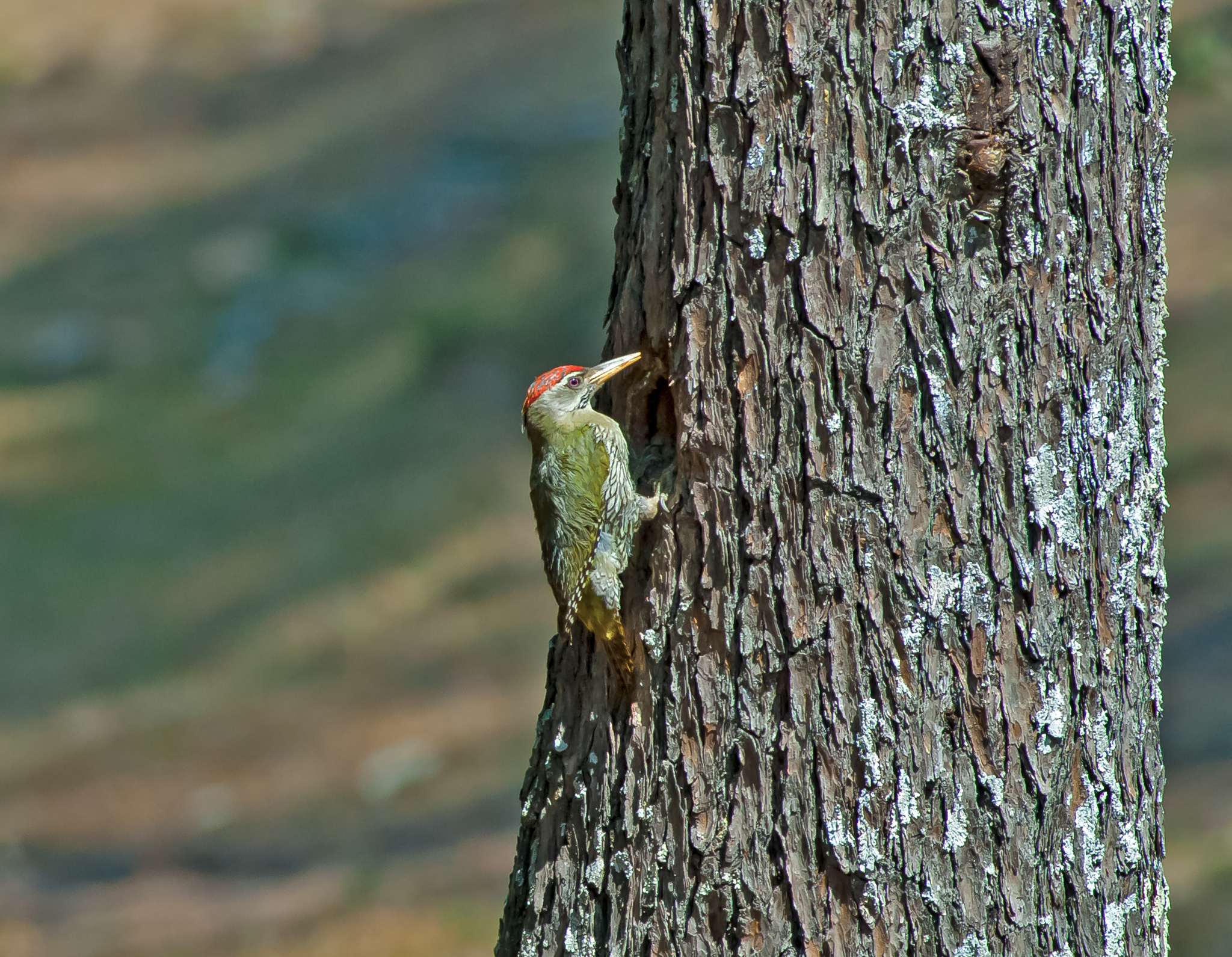 Scaly-bellied Woodpecker