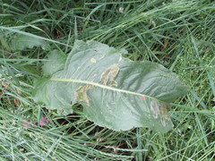 Rumex patientia orientalis