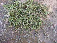 Lampranthus debilis
