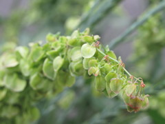 Rumex patientia orientalis