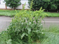 Rumex patientia orientalis