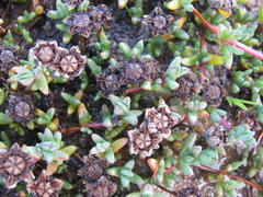 Lampranthus debilis