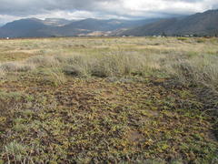 Lampranthus debilis