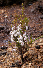 Erica mauritanica