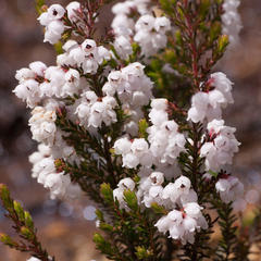 Erica mauritanica