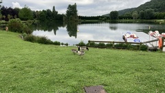 Anser anser × Branta canadensis