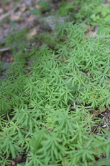 Galium laevigatum
