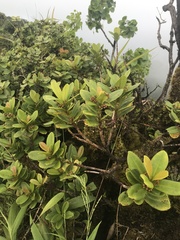 Syzygium sandwicense