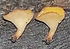 Hymenoscyphus serotinus