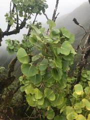 Cheirodendron platyphyllum