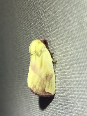 Thurberiphaga diffusa