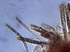 Hymenoscyphus serotinus