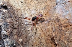 Leptomyrmex tibialis
