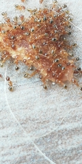 Pheidole pallidula