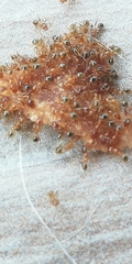 Pheidole pallidula