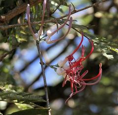 Plicosepalus amplexicaulis