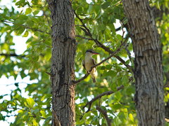 Halcyon chelicuti chelicuti