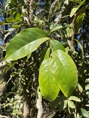 Celastrus subspicatus