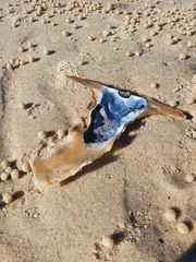 Malleidae