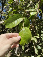 Celastrus subspicatus