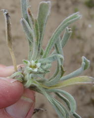 Centella tridentata litoralis