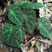 Begonia turrialbae - Photo (c) Ashley M Bradford, osa oikeuksista pidätetään (CC BY-NC), lähettänyt Ashley M Bradford