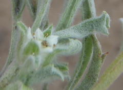 Centella tridentata litoralis