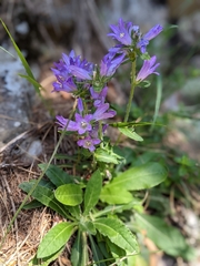 Campanula cervicaria