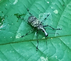 Mecocerini